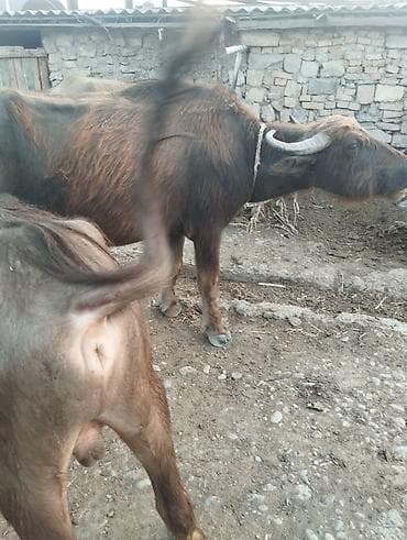 Məhsul: Camış və erkək bala (camış buzovu)

Təsvir:
- ikimin altı yüz