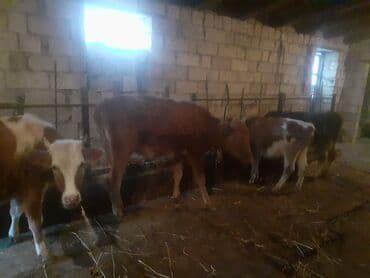 arpa toxumu satışı: Dana, buzov, Dişi, ay: 1, 100 kq, Damazlıq, Südlük, Ətlik, Ünvandan götürmə, Ödənişli çatdırılma — 4