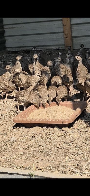pomeryan şpits: Xinalı kəklik tam saglam butun dermani bitamini vaksini olunub bakiya — 2
