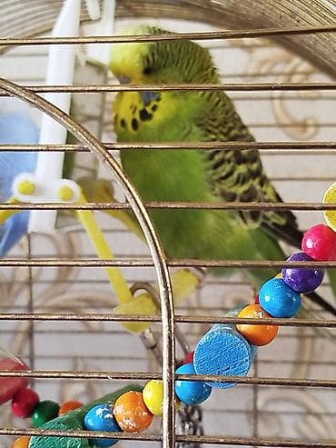 qus adlari: Продаю попугаявозраст год — 3