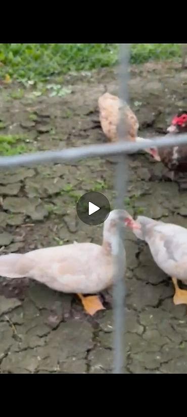 hinduska satisi: Самка, | Lal ordek, Для разведения, Самовывоз, Платная доставка — 1