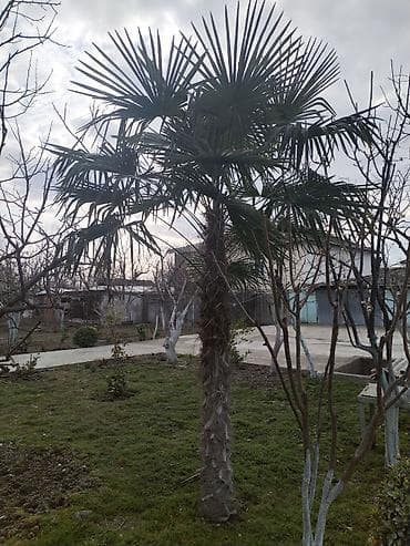 Dekorativ palma ağacı – məkan yaşıllaşdırılması üçün - Növ: Fan