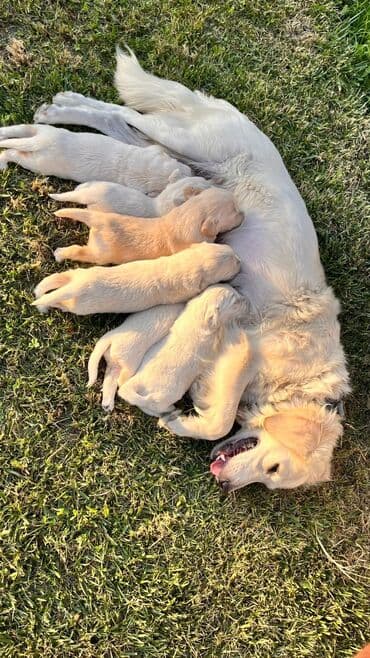 golden retriever qiyməti: Retriever, 1 ay, Erkek, Ünvandan götürmə — 4