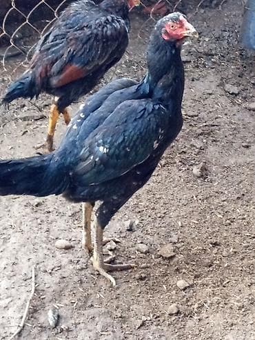 Salam ferə satılır tam sağlam heyvandır nömrədə whatsapp var istəyən