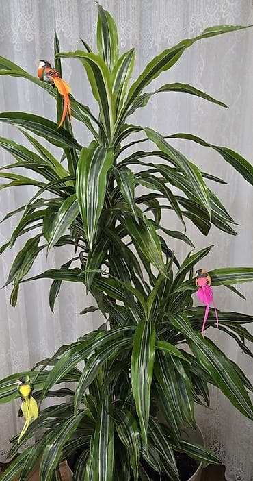 bez parça: Drasena Varneski (Dracaena Warneckii) böyük dekorativ ev/otaq — 2