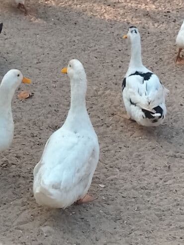 hinduşqa balası: Satılır: ördək sürüsü - Növlər və rənglər: ağ, qara, boz, qəhvəyi və — 16