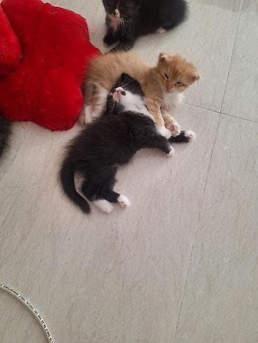 şotland pişiyi satisi: Şotland — 5