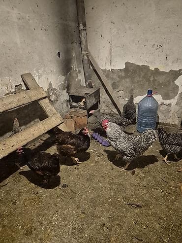 toyuqları: Toyuq, Yumurtalıq, Pulsuz çatdırılma — 8