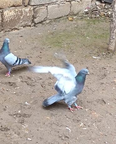 Heyvanlar üçün mallar: Hazir cut erkəy mayadi maya 18 tuk uzun hundur quwdu erkeyde temiz 12 — 4