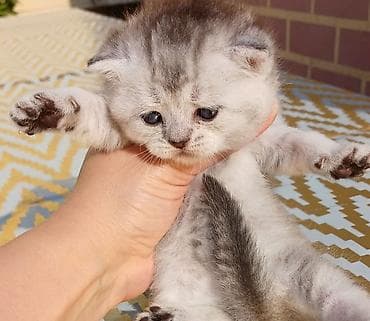 pişik siyam: Ağ rəngli balaca pişiklər – yumşaq, tüklü və mavi-boz gözlü — 5
