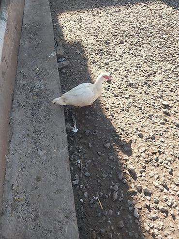 Ağ rəngli muskoviy ördəyi lavanda sortu 5 eded 4 fere 1 erkey