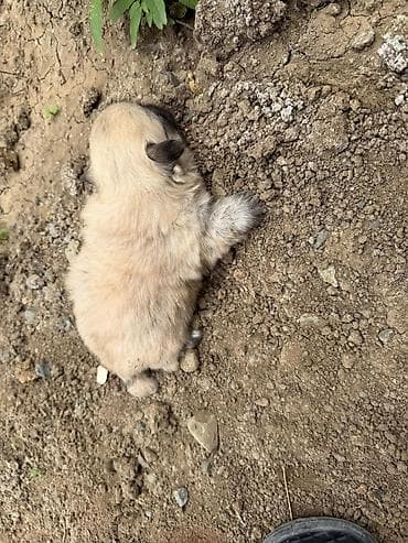 avcarka bala: Pekines, 1 ay, Dişi, Peyvəndli, Rayonlara çatdırılma — 9