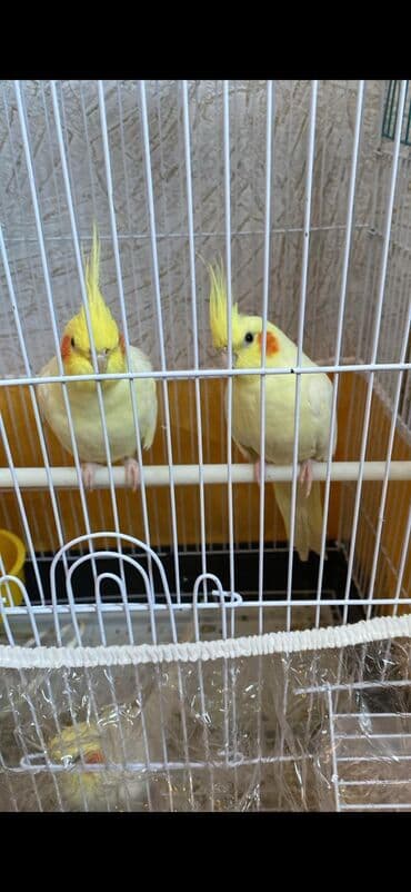 xaski itleri satisi: Salamlar kinde korellar varsa aliram kimde varsa yaza biler neqeder — 2