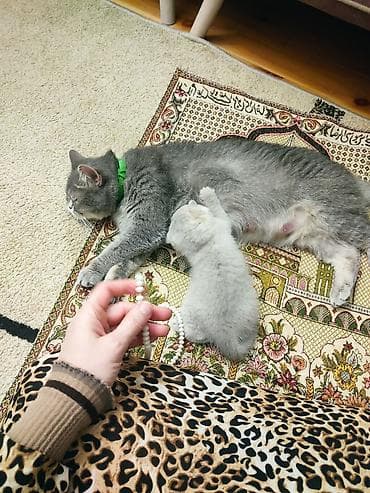 anqora pişik: Britan yastı qulaq — 9