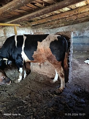 itlerin satisi 2018: Dana öz inəyimizin balasıdır. 250 kq artıqdir Qurbanlıq üçün əla — 2
