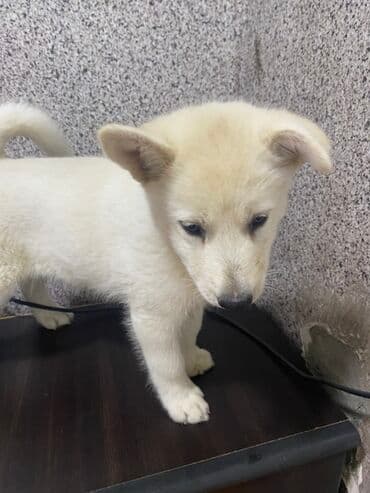 naxcivan it elanlari: Xaski, 2 ay, Dişi — 2