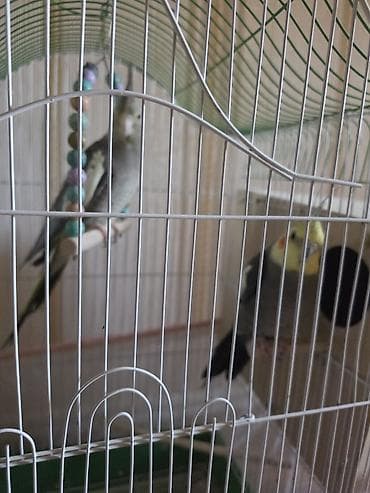 cuce qefes: Nimfa (Cockatiel) cütü və qəfəs dəsti - Növ: Nimfa tutuquşuları (cüt) — 1