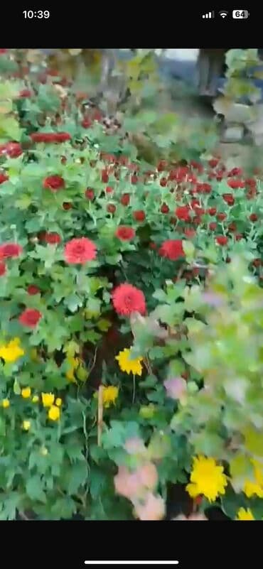 badamlı su 19 lt qiymeti: Xirizantema gülləri hər rəngdə var yalnız soyuq havalarda açır və kol — 3