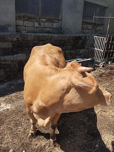Məhsul: Sarı-qonur rəngli erkək mal-qara (qısabuynuzlu) Təsvir: -