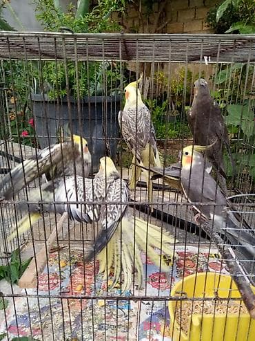 quş: Korella 35 manattan bozlar sarilar 45-50 Azn qefesde var 15-20 Azn — 9