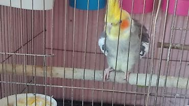 Nimfa papuqayı (Cockatiel) – boz, ağ və sarı rəng çalarlarında lalafo.az -da Nimfa papuqayı (Cockatiel) – boz, ağ və sarı rəng çalarlarında