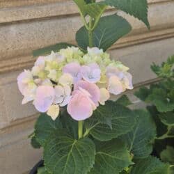 уход за больными на дому: Elan başlığı: Dayə işi istəyirəm – öz evimdə baxıram, isti və geniş ev — 1