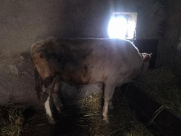 satdiq danalar: Super maldı polnu qulluğ olunub — 1