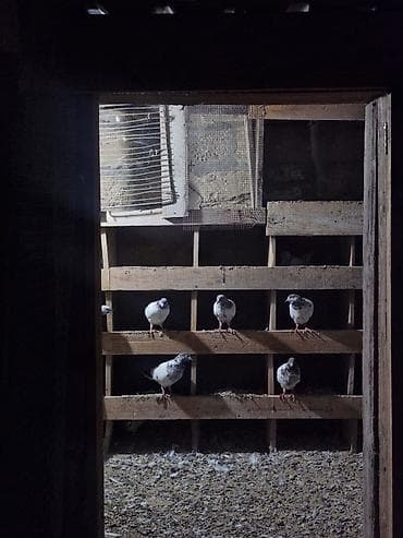 sumqayit goyercin: Məhsul: Ev göyərçinləri qrupu (ağ və ağ‑qara ləkəli rənglər) Təsvir — 2