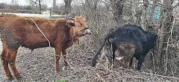 berde mal bazari: 4 aylıq dişi balanan 8 l südlə satılır.Yağlıdı 3 cü qarındı.Bəhərində — 2