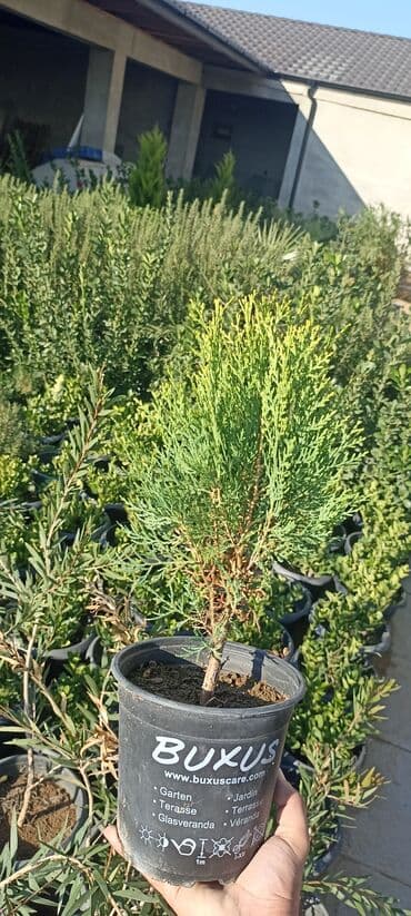 gül toxumları satışı: Dekorativ çöl bitkilərinin satışı və Sifarişlə yetişdirilməsi.Satış — 16