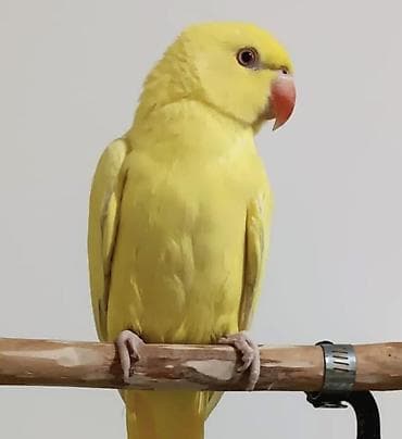 qasqaldag qusu: Sari rengde ojirella kim munasib qiymete satirsa almaq — 1