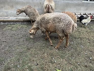 hind qusu daqestan sortu: Özünə damazlıq heyvan axtaranlar elaqe saxlasın qiymet 4ünə aiddir — 3