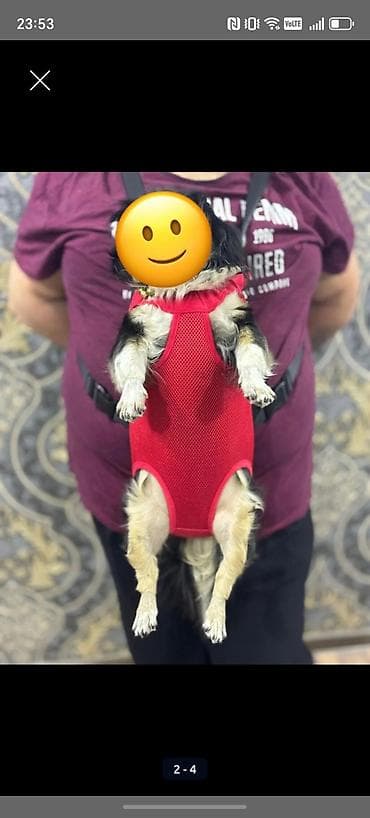 pişik daşıma cantası: Məhsul: Kiçik itlər üçün ön daşıma çantası/kenguru Qeyd: Məhsul — 4