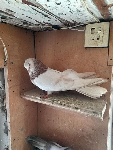quş qaz: Esenlerden qiymet cutüne aiddir unvan Suraxani balalar satilir — 5