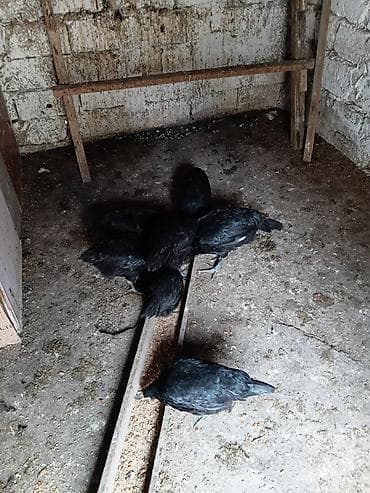 toyuq dami: Avstralorp cinsindən 5 fere 2 xoruz 4 ayligfilar temiz cinsdi - — 5