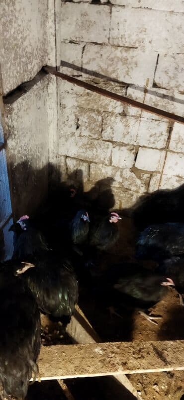 Heyvanlar üçün mallar: Toyuq, Damazlıq — 2