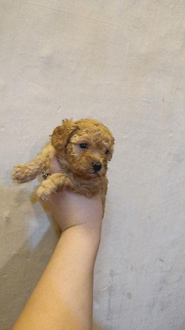 poodle it: 2 ay — 1