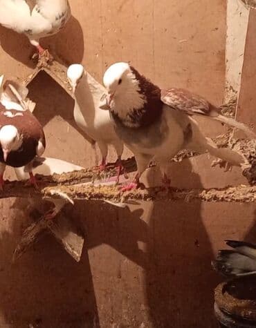 tuklu it: Temiz babayevisqi eni quyruq hundur ayaq uzun quwdardi erkey dest ag — 3