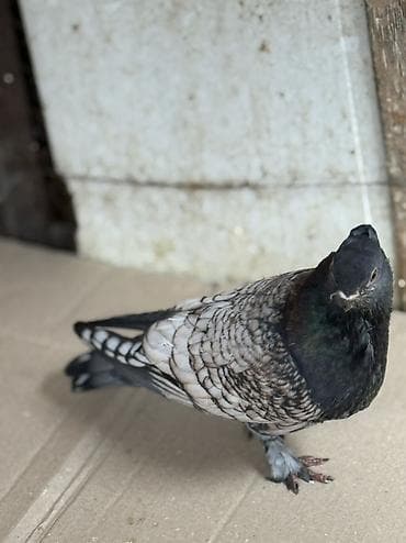 quş xana: Erkey bala veren hünkari satilir ciddi alicilar yazsin — 3