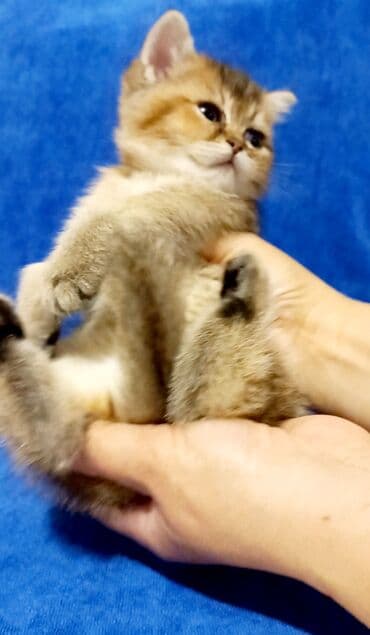 pişik itib: Britan, Erkək, Dişi, Yaxşı əllərə, Ünvandan götürmə — 3