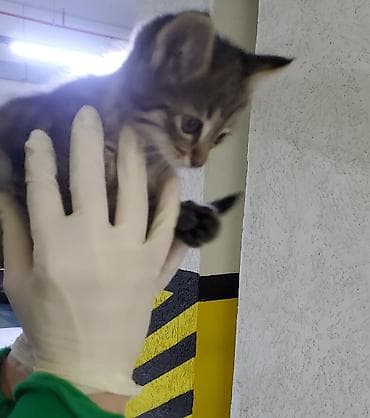 anqora pisik: Tabbi, Erkək, Dişi, Yaxşı əllərə, Ünvandan götürmə, Pulsuz çatdırılma — 3