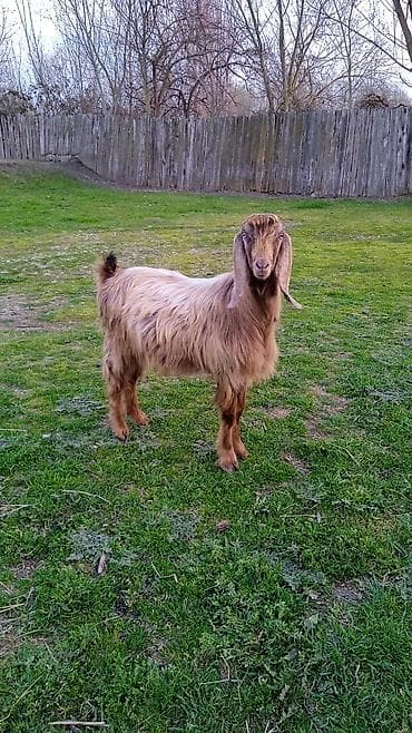 qax heyvan bazar: Salam heleb Teke helem 1 yaşi olmuyub — 3