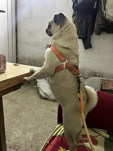 Птицы: Мопс, 2 года, Самка — 4