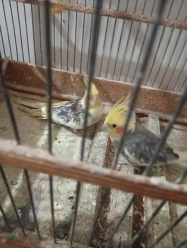 Biri 30 manat - Növ: Nymphicus hollandicus (kokatiel) - Rəng: sarı — 2