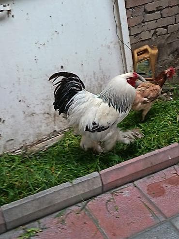 toyuq yumurtalıq: Brama xoruzu satılır cox gözəl aktiv hryvandi pəncəli xoruz (iri — 2