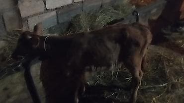 en gozel it adlari: 10.günlik semetalı.diş.bizov satlır yaxş super semetalı.ingin balasdı — 3