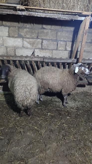 inek adlari azerbaycan: İki baş Şişek Satılır Heyvanlar tam sağlamdır heç bir problemi yoxdu — 7