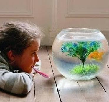 akva ayaqabılar: 🐠 Möhtəşəm Betta Dəsti – Hazır Komplekt 🐠 Evdə sakitlik və gözəllik — 3