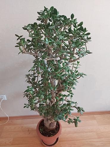 pul agaci: Pul ağacı (Krassula) Möhtəşəm şaquli formaya malik yetişkin Pul ağacı — 5