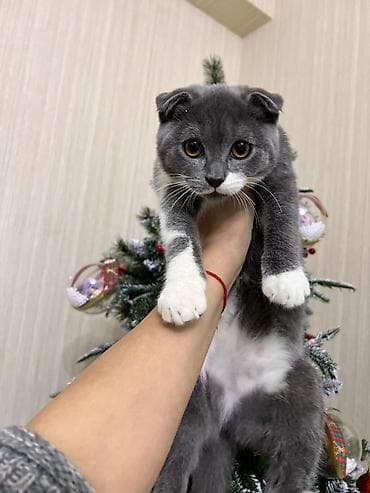 pişik sortları: Britan — 3